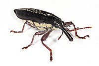 Rhinotia hemistictus is a species in the Belidae family of weevils. The belids are known as "primitive weevils" because they have straight antennae, unlike the "true weevils" or Curculionidae which have elbowed antennae.
