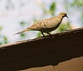 Mourning Dove on a roof.