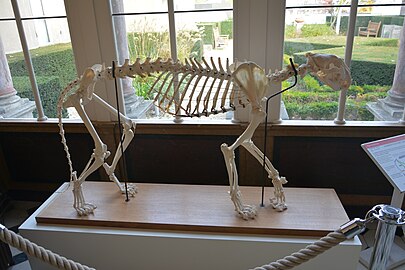 Female tigre skeleton, Panthera tigris, Muséum d'Angers