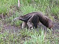 Giant anteater