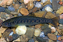 Photo of juvenile rainbow trout