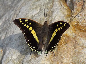 Dorsal view