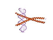 1nwq：CEBPA-DNA复合物的晶体结构