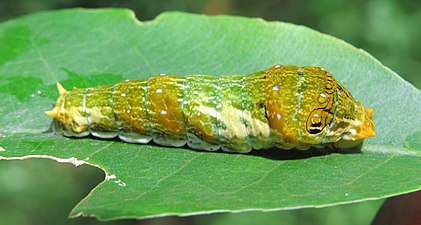 Larva