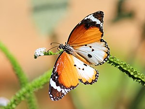 Dorsal view (form alcippoides)