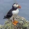 Atlantic puffins