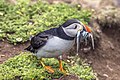 Atlantic puffin with a mouth full of sand eels