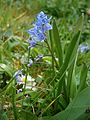 Scilla bifolia