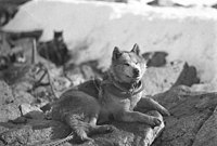 "Sledge dog in harness" Same dog taken from other side. Adjusted for looking from the other side: position in rocks identical; tether line identical. Markings not overly distinctive but identical (slight fringing on ears, faint line between ears, lighter muzzle starting from corner of eyes and going into cheeks). Muzzle, ears, eyes identical. Tether clip identical in appearance, orientation and position.