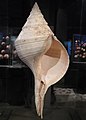 紡錘形——現存蝸牛中殼體最大的澳洲大香螺
