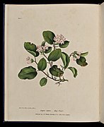 Wild Flowers of Nova Scotia: Epigaea repens. May Flower (Plate I), 1840, National Gallery of Canada
