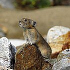 Northern pika