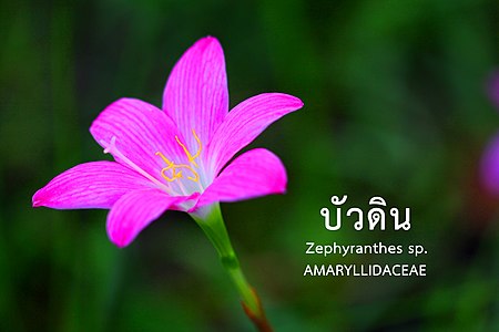 บัวดิน Zephyranthes sp.