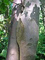 Conjoined sycamore maples