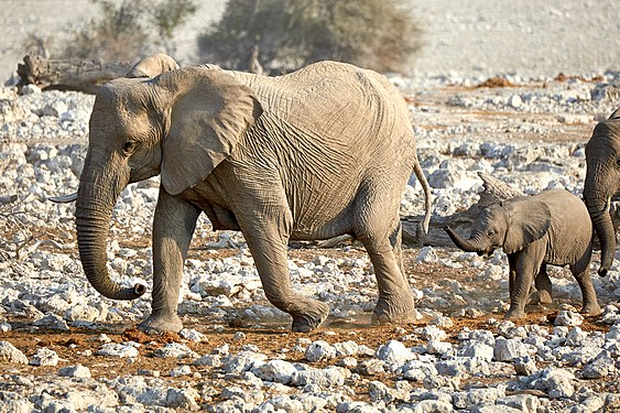 African bush elephants (loxodonta africana) arriving at Okaukuejo waterhole in Etosha National Park Namibia