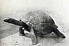 塞舌尔巨龟（Aldabrachelys gigantea hololissa），亚达伯拉象龟的一个亚种