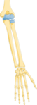 Bones of the forearm - ulna (left) and radius (right)