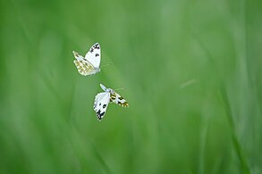 Couple of Bath white butterfly