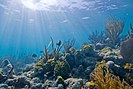 Underwater view of a coral reef