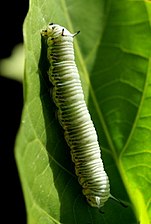 Larva