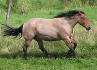 Caballo-ruano-castaño