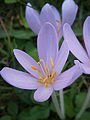 Colchicum autumnale close-up of the flower