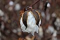 Cotton boll ready for harvest, South Carolina