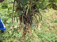 Developing pods of peanut