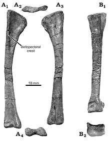 Photos of a straight limb-bone in multiple views