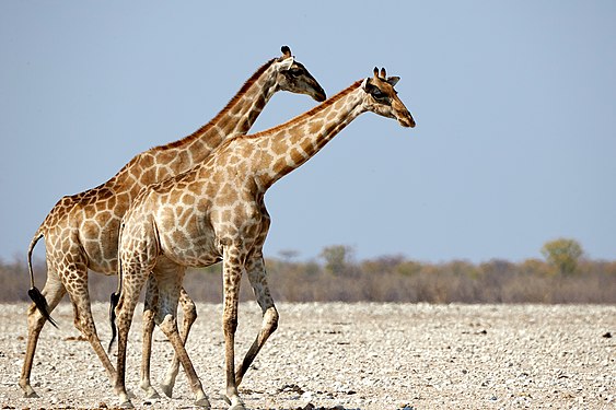 Giraffe (giraffa) pair near Okaukuejo in Etosha