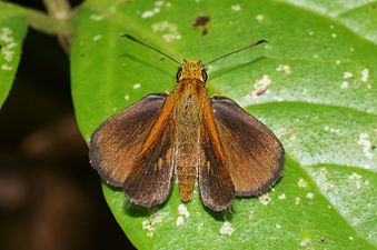 Dorsal view