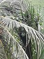 Luffa in a coconut tree