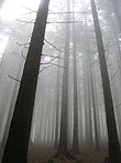 雾气弥漫的森林