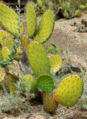 Opuntia oricola