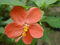 Orange flower - Front