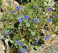 Phacelia parryi