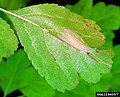 Leaf mine