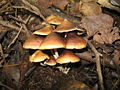 Psilocybe zapotecorum