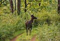 Sambar stag, BRT WLS Chamarajanagar