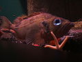 金平鲉在新英格兰水族馆（英语：New England Aquarium）