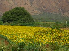 Sunflower cultivation at the foot of Cumbum at the Nallamalas