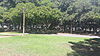 Full view of the Banyan tree with 16 major trunks apart from the main trunk