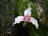 Trillium undulatum (Painted Trillium).