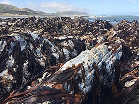 Earthquake uplift at coastal sites resulted in large-scale die offs of intertidal organisms such as Durvillaea kelp