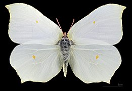 Dorsal side