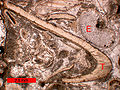 Bioclasts in an Ordovician biosparite of southern Ohio, USA.; T = trilobite; E = echinoderm