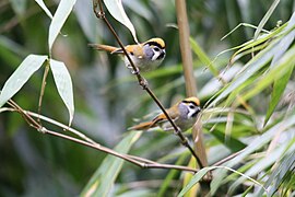 Paradoxornis nipalensis poliotis from Mishmi Hills in Arunachal Pradesh