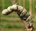 Campaea margaritata larva on elm, Glimmen, Netherlands