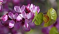 Cercis occidentalis