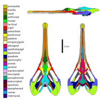 Skull diagram with 26 colors labeling individual single or paired bones